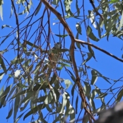 Phylidonyris novaehollandiae at Paddys River, ACT - 19 Jan 2021 11:22 AM