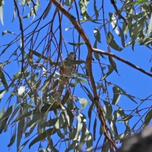 Phylidonyris novaehollandiae at Paddys River, ACT - 19 Jan 2021 11:22 AM