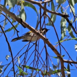 Phylidonyris novaehollandiae at Paddys River, ACT - 19 Jan 2021 11:22 AM