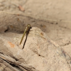 Diplacodes haematodes (Scarlet Percher) at Jacka, ACT - 19 Jan 2021 by Tammy