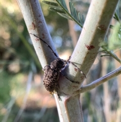 Ancita australis at Murrumbateman, NSW - 20 Jan 2021 07:05 PM