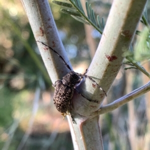 Ancita australis at Murrumbateman, NSW - 20 Jan 2021 07:05 PM