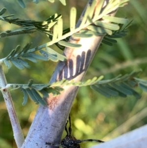 Ancita australis at Murrumbateman, NSW - 20 Jan 2021 07:05 PM