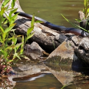 Pseudechis porphyriacus at Paddys River, ACT - 19 Jan 2021