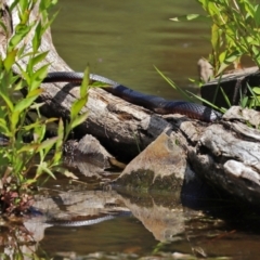 Pseudechis porphyriacus at Paddys River, ACT - 19 Jan 2021