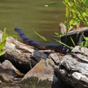 Pseudechis porphyriacus at Paddys River, ACT - 19 Jan 2021