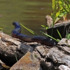 Pseudechis porphyriacus at Paddys River, ACT - 19 Jan 2021