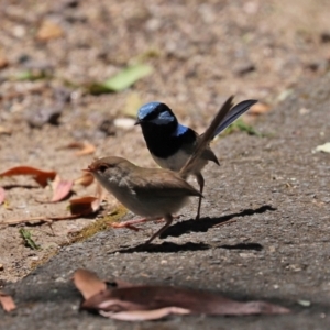 Malurus cyaneus at Paddys River, ACT - 19 Jan 2021