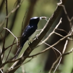 Myiagra cyanoleuca at Paddys River, ACT - 19 Jan 2021