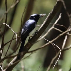 Myiagra cyanoleuca at Paddys River, ACT - 19 Jan 2021