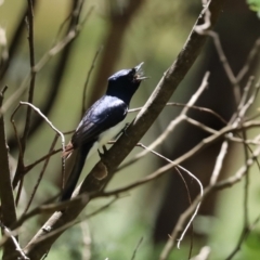 Myiagra cyanoleuca at Paddys River, ACT - 19 Jan 2021