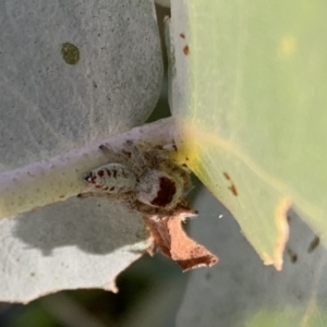 Opisthoncus sexmaculatus at Murrumbateman, NSW - 20 Jan 2021