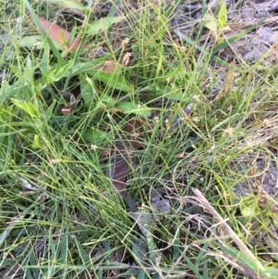 Eleocharis pusilla (Small Spike-rush) at Holt, ACT - 20 Jan 2021 by JaneR