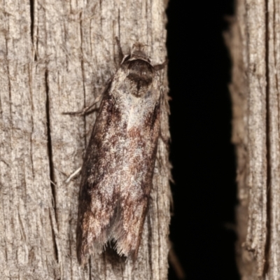 Oenochroa dinosema (A Concealer moth) at Melba, ACT - 9 Jan 2021 by kasiaaus