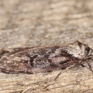 Oenochroa dinosema at Melba, ACT - 9 Jan 2021