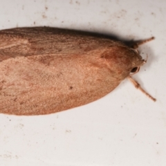 Garrha leucerythra (A concealer moth) at Melba, ACT - 9 Jan 2021 by kasiaaus