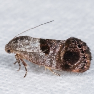 Eupselia beatella at Melba, ACT - 9 Jan 2021