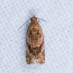 Isochorista ranulana (A Tortricid moth) at Melba, ACT - 9 Jan 2021 by kasiaaus