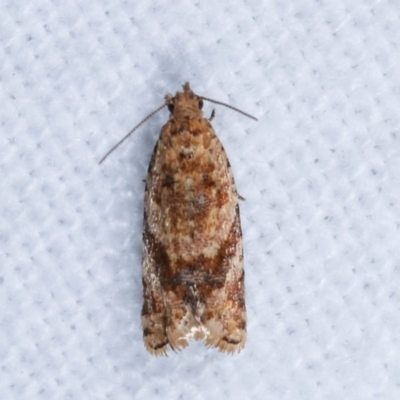 Isochorista ranulana (A Tortricid moth) at Melba, ACT - 9 Jan 2021 by kasiaaus