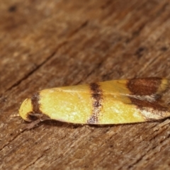 Heteroteucha translatella (Heteroteucha translatella) at Melba, ACT - 9 Jan 2021 by kasiaaus