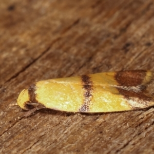 Heteroteucha translatella at Melba, ACT - 9 Jan 2021 10:38 PM