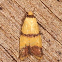 Heteroteucha translatella at Melba, ACT - 9 Jan 2021 10:38 PM