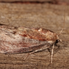 Galleria mellonella (Greater Wax Moth) at Melba, ACT - 10 Jan 2021 by kasiaaus