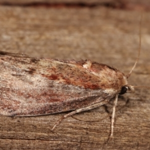 Galleria mellonella at Melba, ACT - 10 Jan 2021 09:59 PM