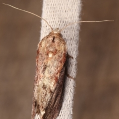 Galleria mellonella at Melba, ACT - 10 Jan 2021 09:59 PM