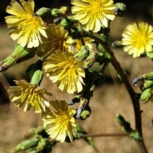 Lactuca serriola f. serriola at Cook, ACT - 19 Jan 2021