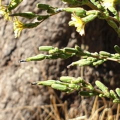 Lactuca serriola f. serriola at Cook, ACT - 19 Jan 2021