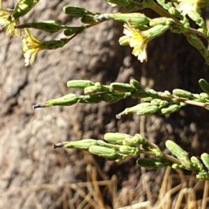 Lactuca serriola f. serriola at Cook, ACT - 19 Jan 2021