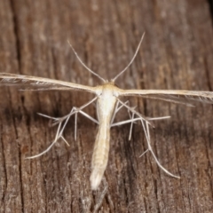 Pterophoridae (family) (A Plume Moth) at Melba, ACT - 9 Jan 2021 by kasiaaus