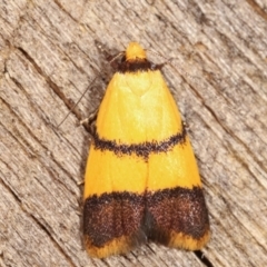 Heteroteucha translatella (Wingia Group) at Melba, ACT - 10 Jan 2021 by kasiaaus