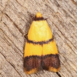 Heteroteucha translatella at Melba, ACT - 10 Jan 2021 09:58 PM