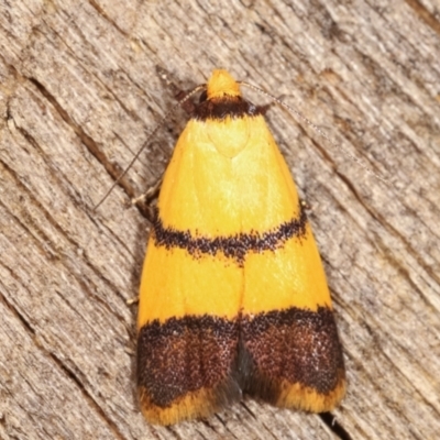 Heteroteucha translatella (Heteroteucha translatella) at Melba, ACT - 10 Jan 2021 by kasiaaus