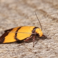 Heteroteucha translatella at Melba, ACT - 10 Jan 2021