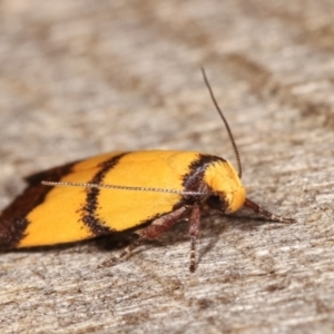 Heteroteucha translatella at Melba, ACT - 10 Jan 2021