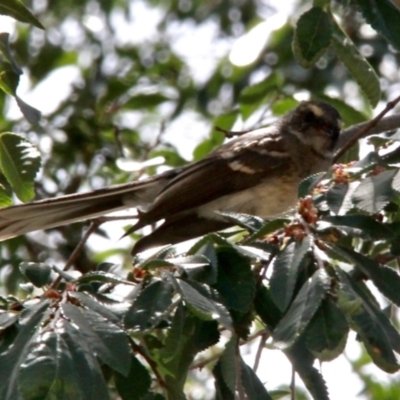 Rhipidura albiscapa (Grey Fantail) at Murrumbateman, NSW - 20 Jan 2021 by davobj