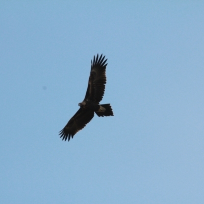 Aquila audax (Wedge-tailed Eagle) at Wallaroo, NSW - 19 Jan 2021 by davobj