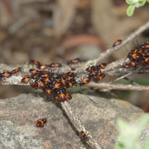 Oncopeltus (Oncopeltus) sordidus at Acton, ACT - 8 Jan 2021