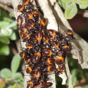 Oncopeltus (Oncopeltus) sordidus at Acton, ACT - 8 Jan 2021