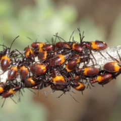 Oncopeltus (Oncopeltus) sordidus at Acton, ACT - 8 Jan 2021