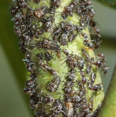 Eurymelinae (subfamily) (Unidentified eurymeline leafhopper) at Acton, ACT - 18 Jan 2021 by TimL
