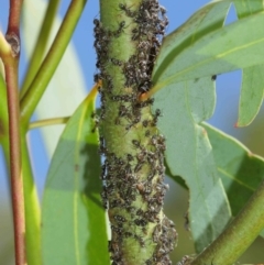 Eurymelinae (subfamily) at Acton, ACT - 19 Jan 2021 10:49 AM