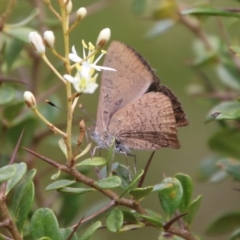 Paralucia pyrodiscus (Fiery Copper) at Mongarlowe, NSW - 20 Jan 2021 by LisaH