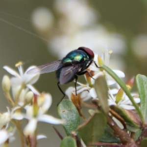 Chrysomya sp. (genus) at Mongarlowe, NSW - 20 Jan 2021