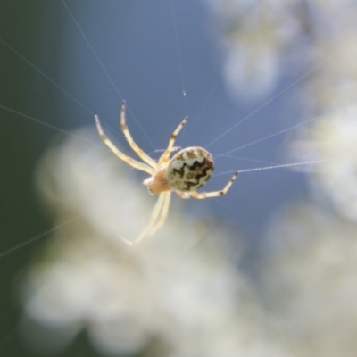 Araneus hamiltoni (Hamilton's Orb Weaver) at Mongarlowe, NSW - 20 Jan 2021 by LisaH