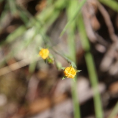 Hypericum gramineum (Small St Johns Wort) at Mongarlowe River - 20 Jan 2021 by LisaH