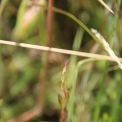 Epilobium sp. (A Willow Herb) at Mongarlowe, NSW - 20 Jan 2021 by LisaH